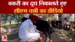 Charanjit Singh Channi Viral Video: बकरी का दूध निकालते सीएम चन्नी। Punjab Election 2022।
