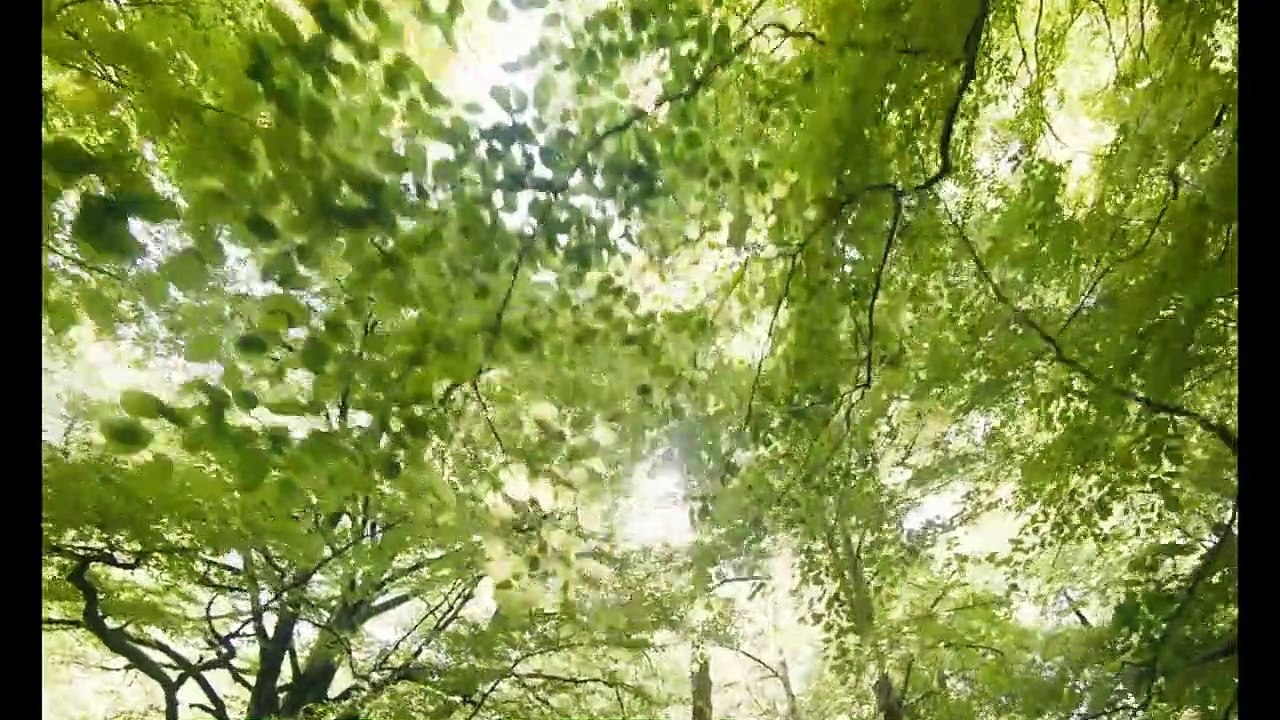 Akelarre Tráiler