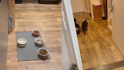 'Cute cat LITERALLY says 'hi' and 'hello' while searching for owner '