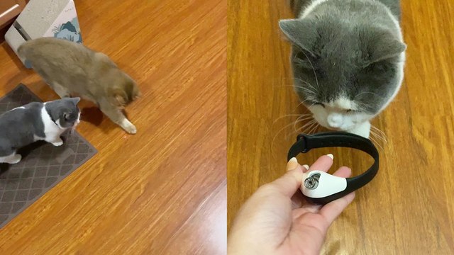 'Playful cats are confused and fascinated by their new laser collars '