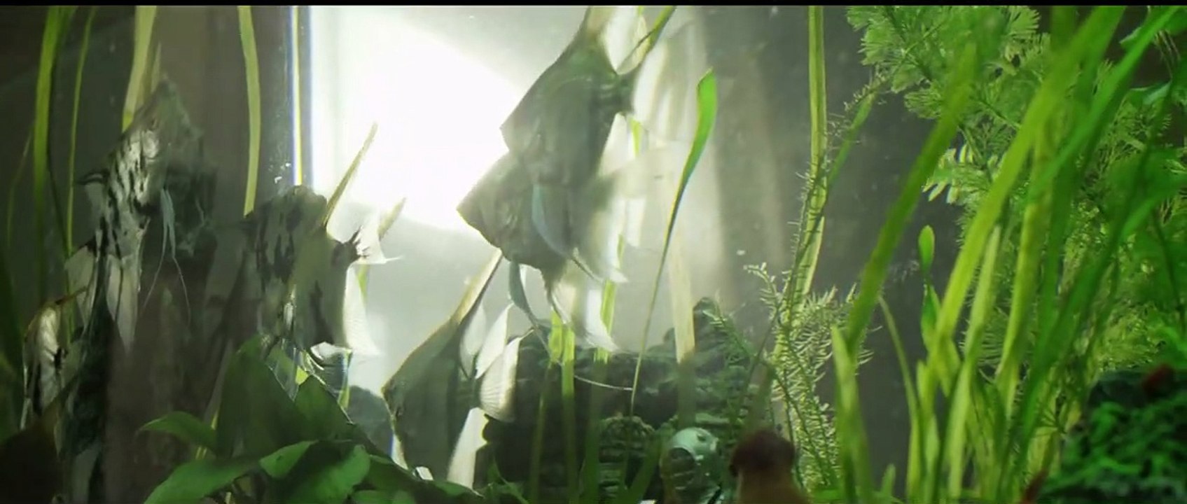 Herbert Trailer (2) DF