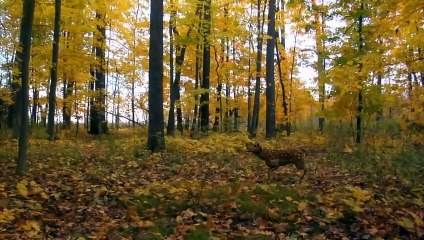 Rise Of The Animals - Mensch vs. Biest Trailer OV