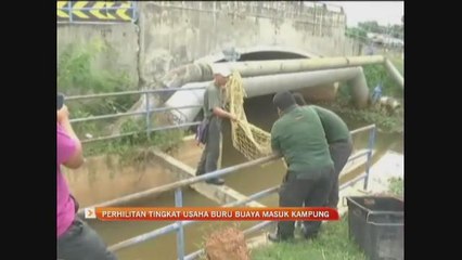 Perhilitan tingkat usaha buru buaya masuk kampung