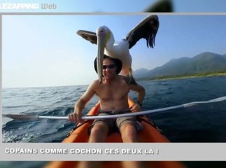 Zapping Web : ils vont vous rendre dingue !