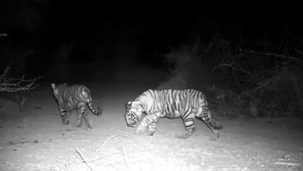 रणथम्भौर में फिर नजर आए नन्हे मेहमान