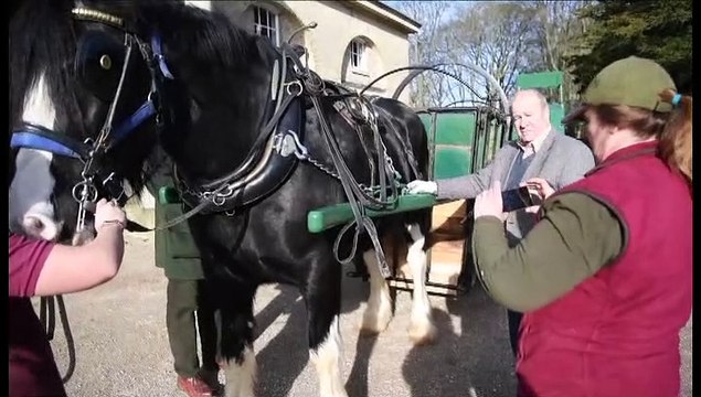 Wheelwright's war horse discovery to share the haunting story of the Wolds Wagoners and their powerful bond