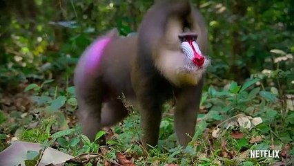 A Vida em Cores com David Attenborough 1ª Temporada Trailer Original