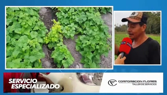 Apoyo estatal con Sistemas de Riego, urgen productores de Frijol de Lempira