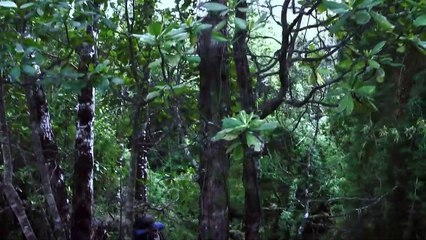 Whispers of the Forest Trailer (2) OV
