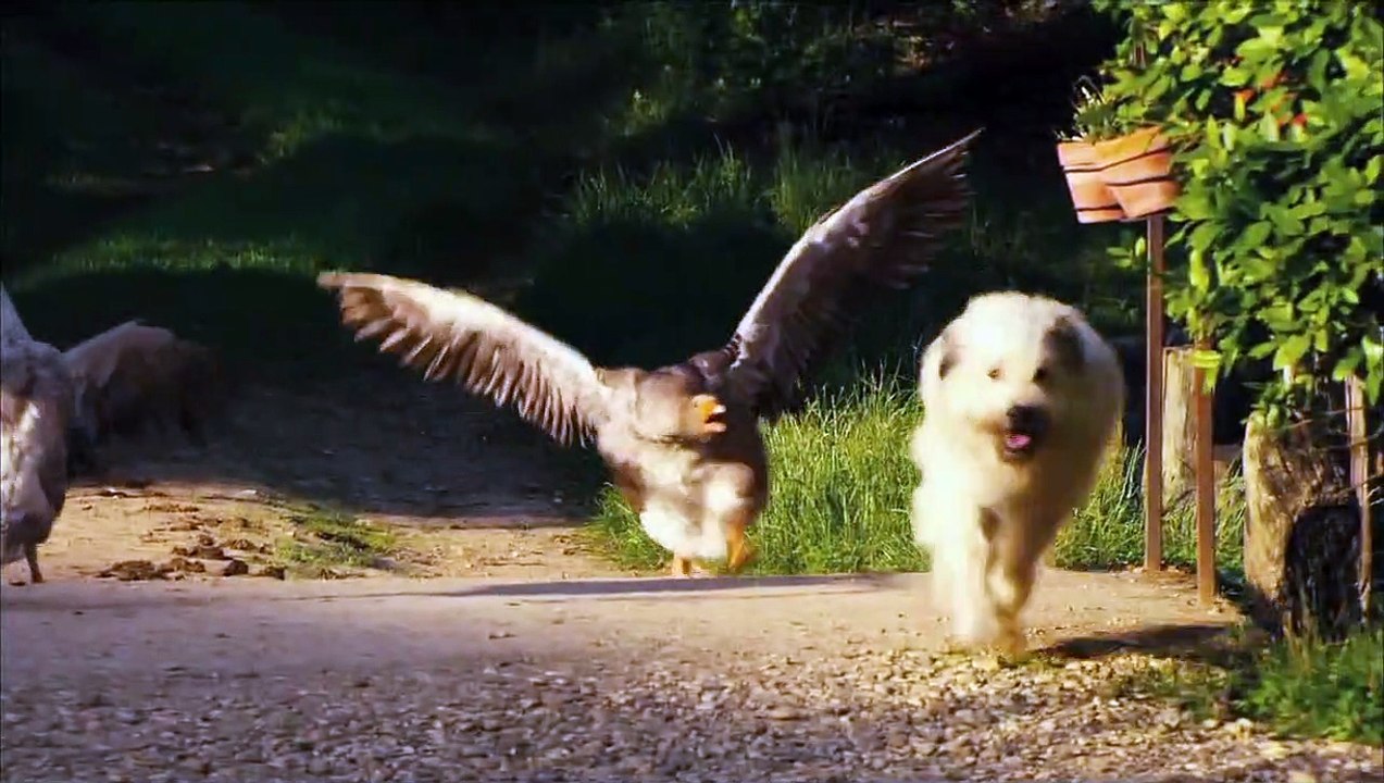 Die wilde Farm Trailer DF