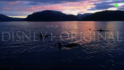 Los secretos de las ballenas Tráiler