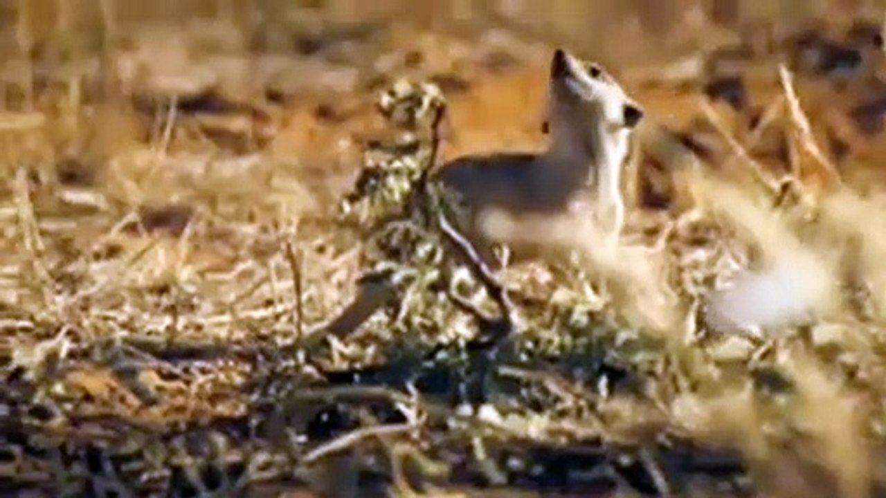 Wächter der Wüste Trailer DF