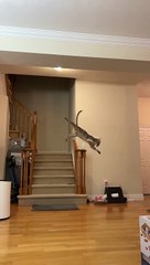 Slow Motion Cat Misses by Millimeters