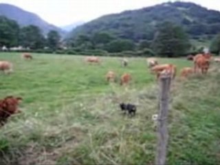 Phénix et les vaches