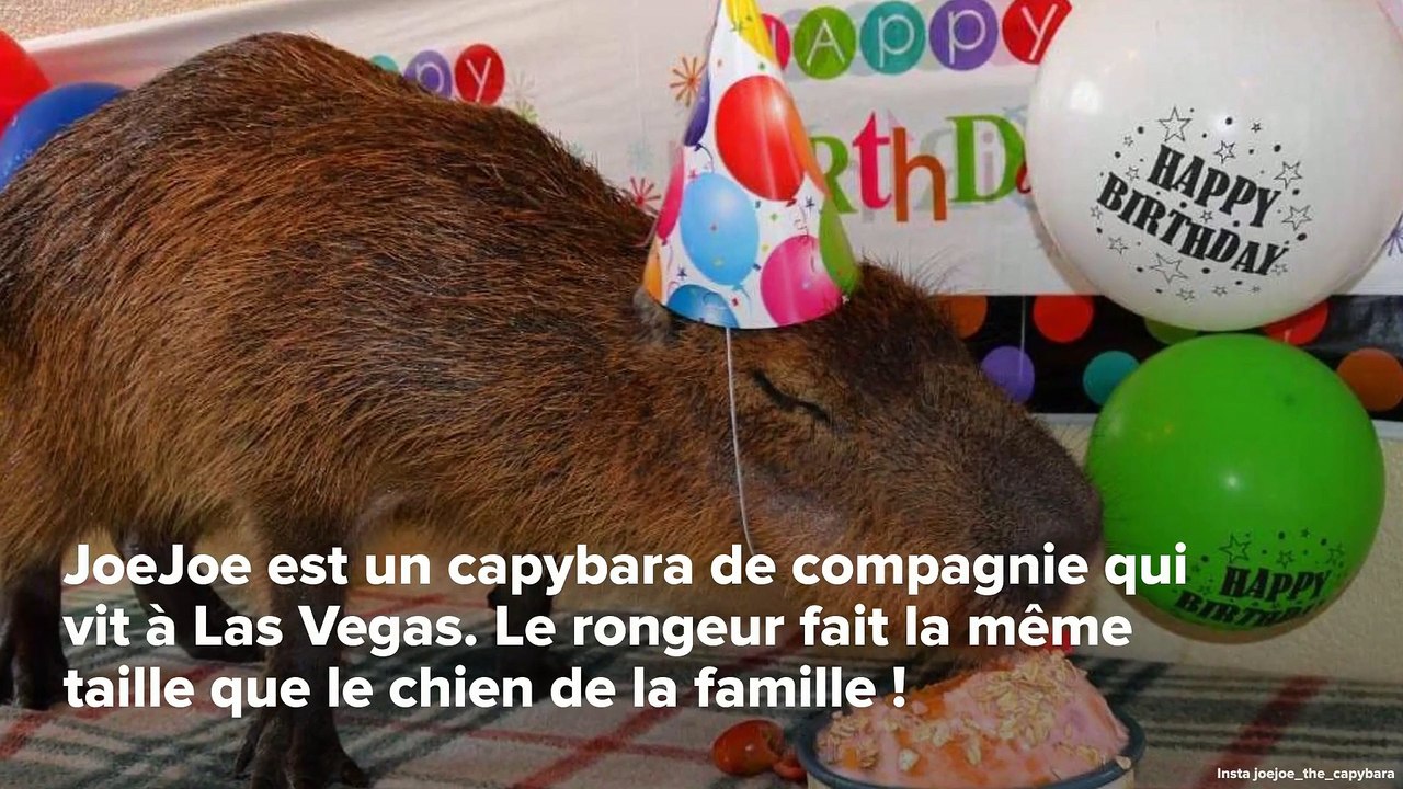 INSTACUTE : JoeJoe le capybara le plus mignon d’Instagram !