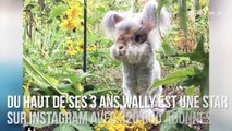 INSTACUTE : Wally : Le lapin angora fluffy