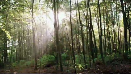 Blair Witch Trailer (4) OV