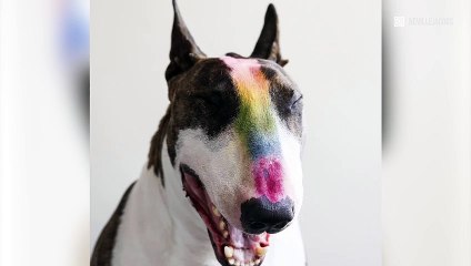 INSTACUTE : Neville le chien : Son maître Marc Jacobs en est complètement gaga !