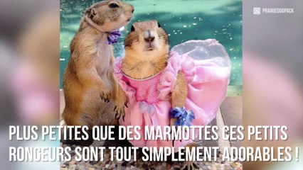 Dustin et Swarley : Les chiens de prairie les plus mignons d’Instagram en vidéo.