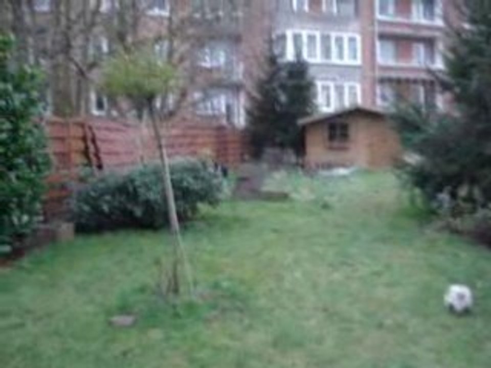 Lince joue au jardin 2