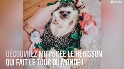 Découvrez Mr Pokee, le hérisson globe-trotteur !