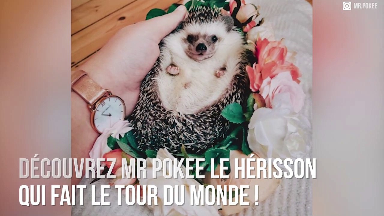 Découvrez Mr Pokee, le hérisson globe-trotteur !