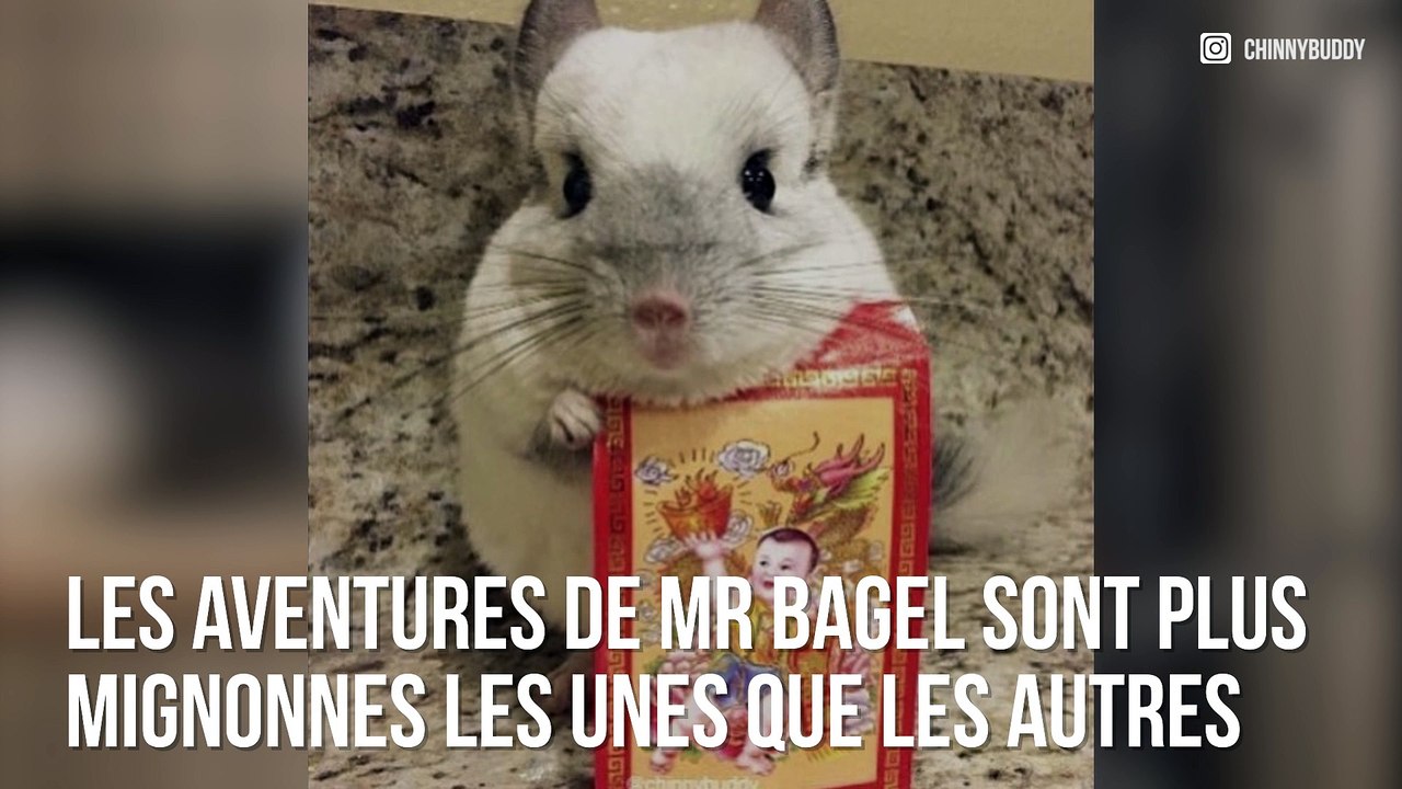 Mr Bagel, le chinchilla le plus populaire d’Instagram !