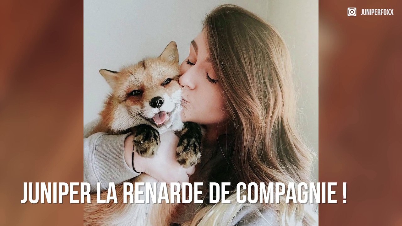 Découvrez Juniper, le renard de compagnie le plus heureux du monde !