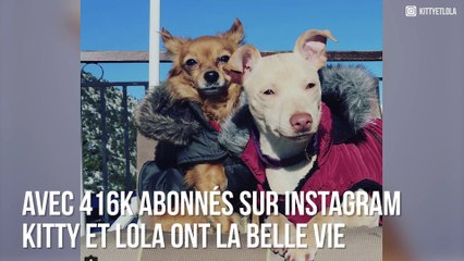 Kitty et Lola : Les deux chiennes stars de la youtubeuse Natoo !