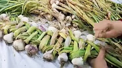 تخزين الثوم على طريقتى وسر لونه عمره ما يتغير معاكى وهطلعى من كل راس كنز