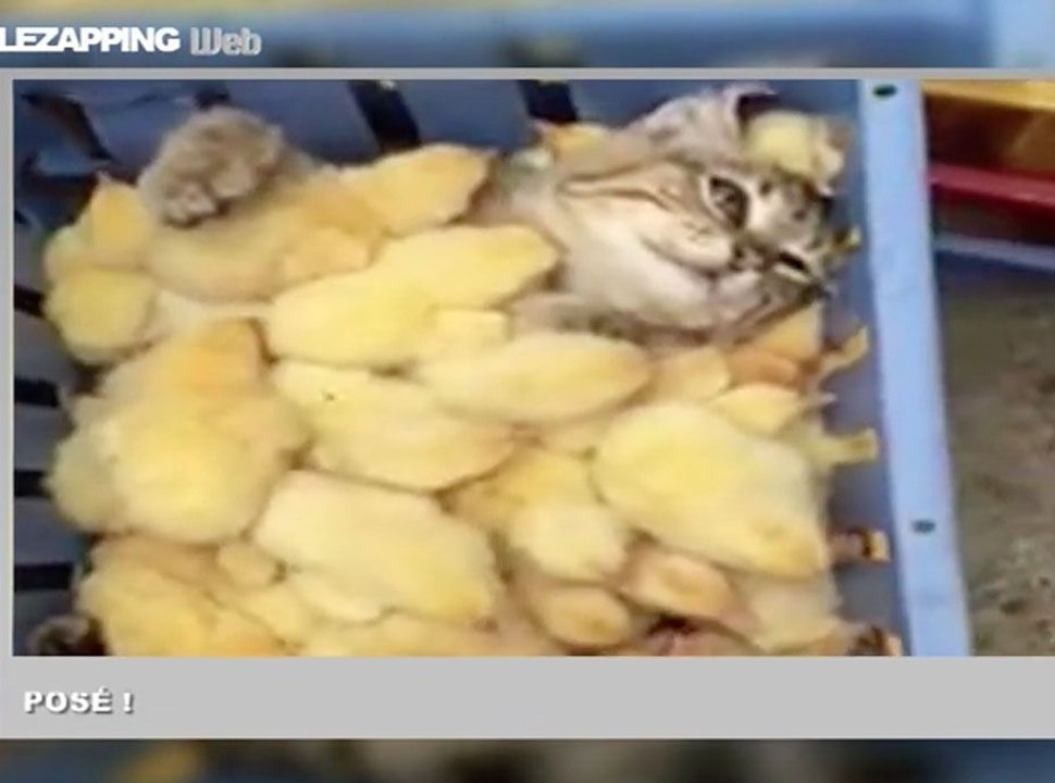 Zapping Web : "Le chat, l'ami des petits poussins"