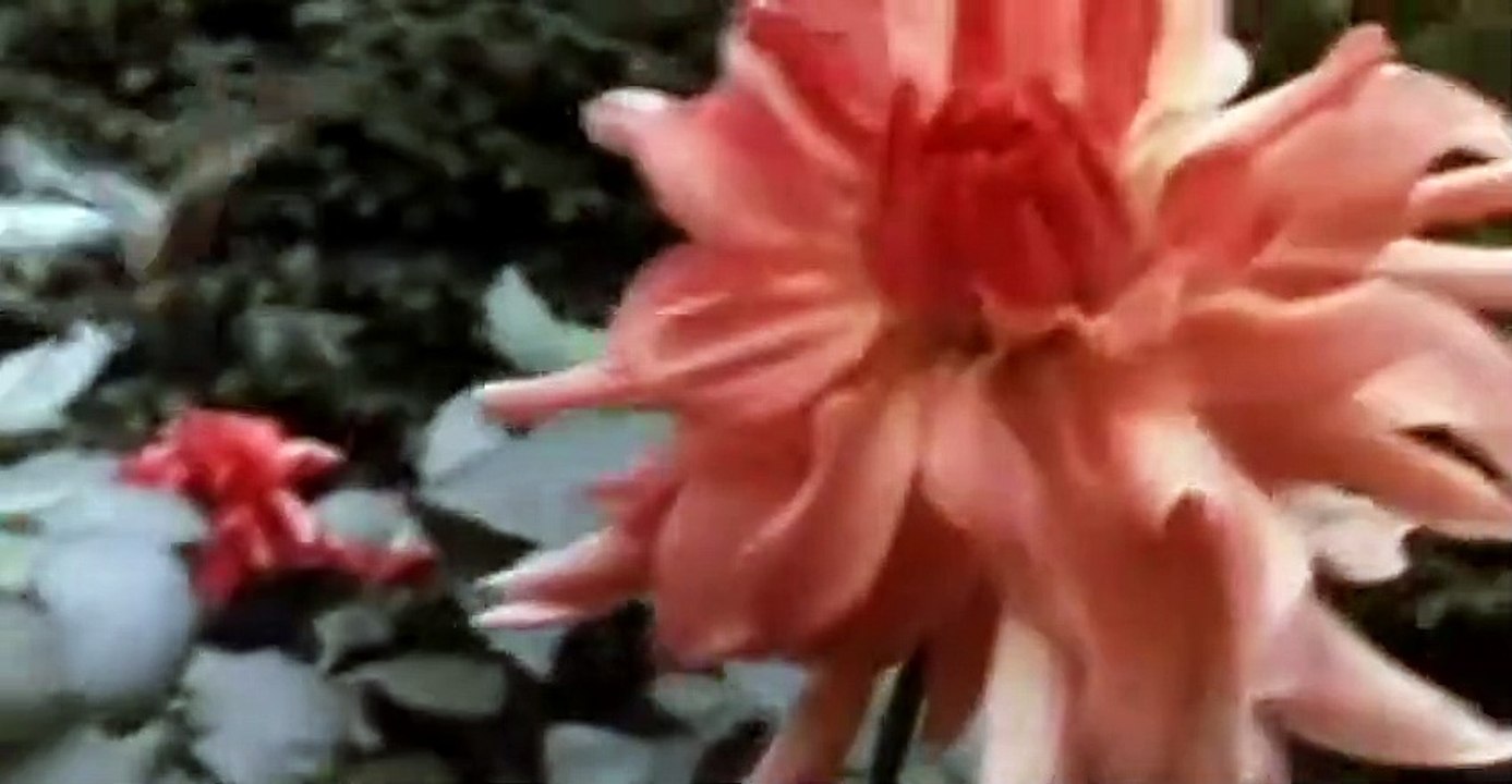 Schmetterling und Taucherglocke Trailer DF