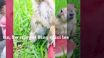 Instacute : Les marmottes d’Instagram