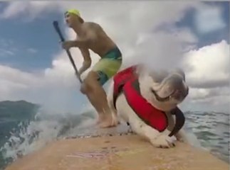 Zapping Web : "Un bouledogue anglais sur une planche de surf!"