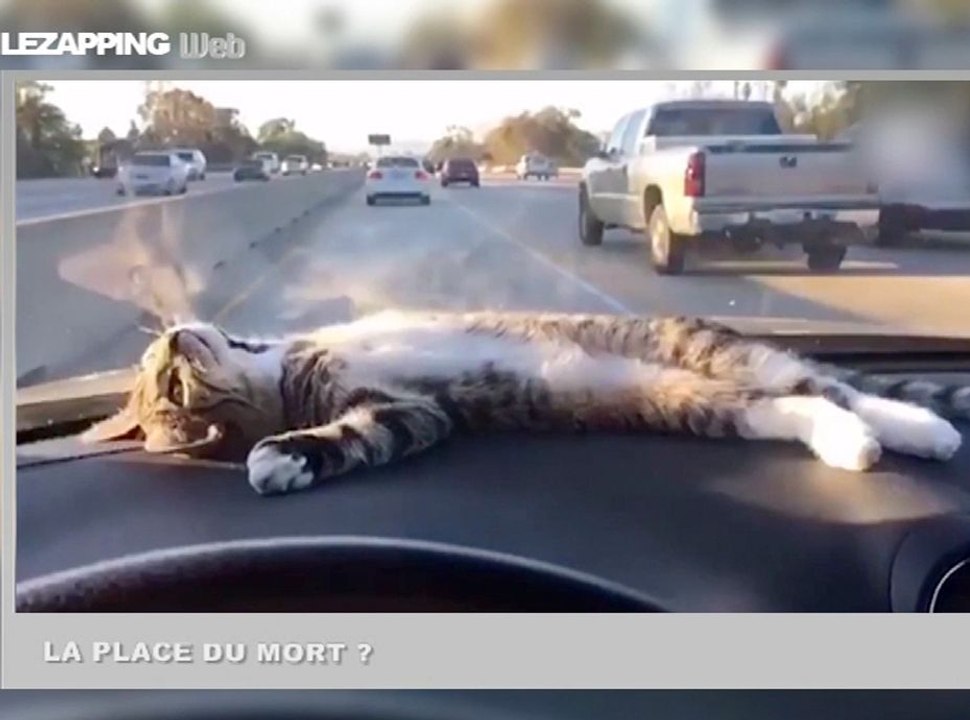 Zapping Web : c'est chat la belle vie !
