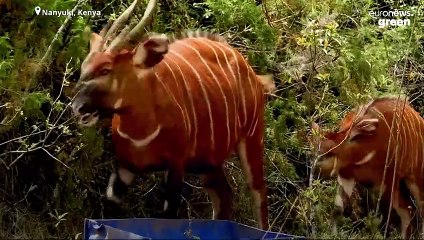 How can this ‘bongo park’ save a species from extinction?