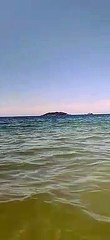 Turista registra golfinhos em praia de Florianópolis