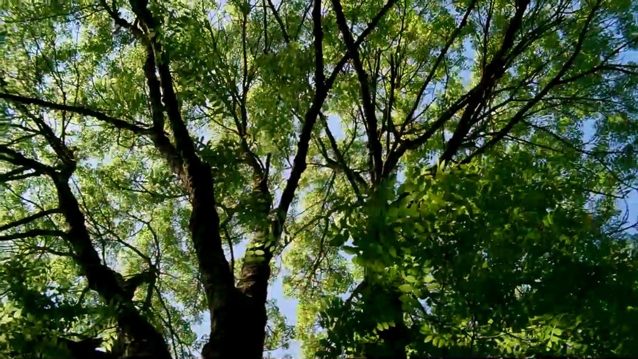 Das Wunder der Natur Trailer DF