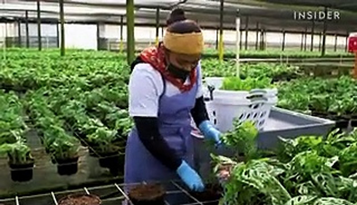 Americans kill nearly half their houseplants. So why do we still spend billions on them each year?