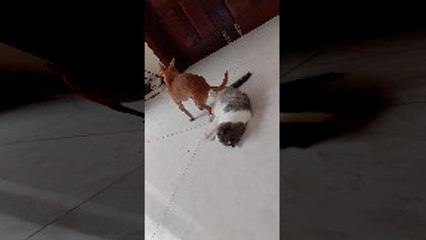 Small Dog Tries to  Sit on Cat