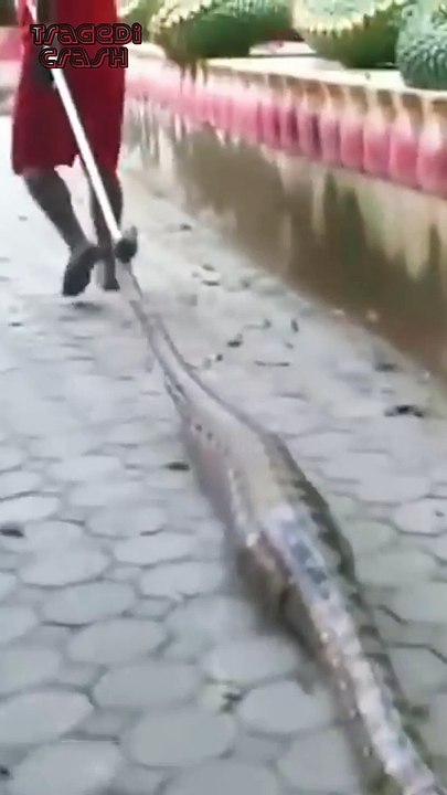 python eats five puppies at once