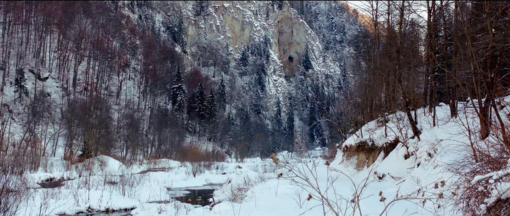 The Timber Trailer DF