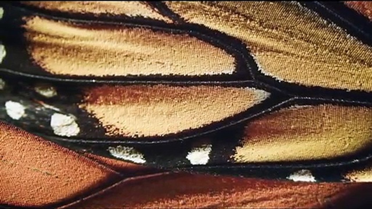 Flug der Schmetterlinge Trailer DF