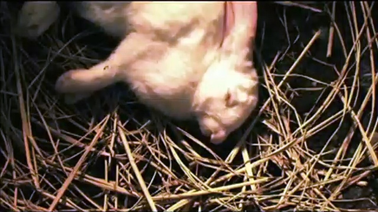 Tormented 3D Trailer OV