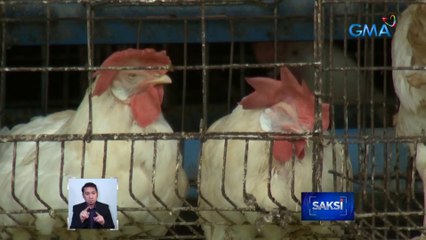 Mahigit 50 alagang manok, namatay dahil sa Newcastle Disease | Saksi