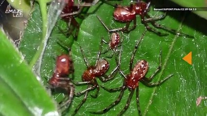 Giant, Synchronized Swarms of Pack Hunting Spiders Are a Thing Now