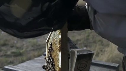 A Morning Light Trailer OV