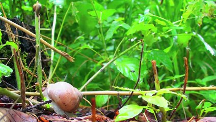 Slow - Langsam ist das neue Schnell Trailer OV