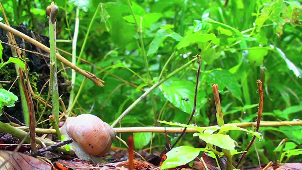 Slow - Langsam ist das neue Schnell Trailer OV