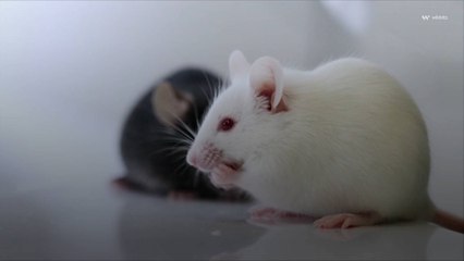 Scientists Reverse Aging in Mice